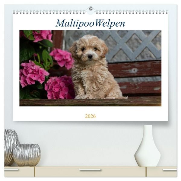 Produktbild: Maltipoo Welpen (hochwertiger Premium Wandkalender 2026 DIN A2 quer), Kunstdruck in Hochglanz