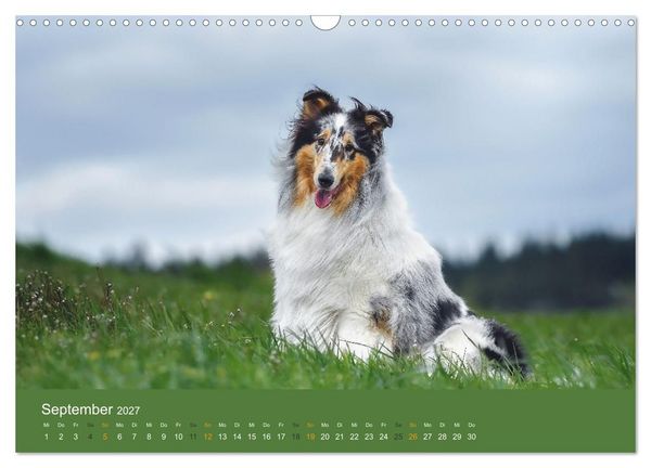 Produktbild: Der Collie der beste Hund der Welt (Wandkalender 2027 DIN A3 quer), CALVENDO Monatskalender