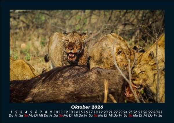 Produktbild: L&ouml;wen in der Wildnis 2026 Fotokalender DIN A5