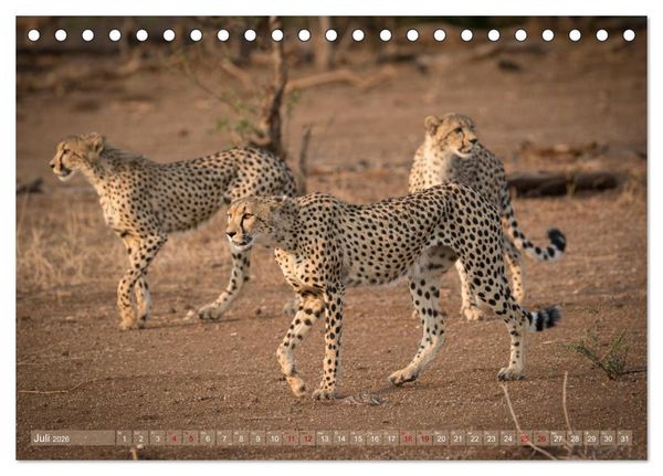 Produktbild: Geparden - Die Sch&ouml;nheiten Afrikas (Tischkalender 2026 DIN A5 quer), CALVENDO Monatskalender