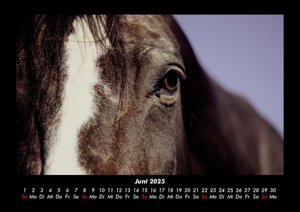 Produktbild: Die Welt der Pferde 2025 Fotokalender DIN A3