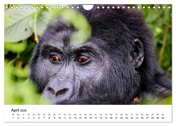Produktbild: UGANDA - Berggorillas & Chimps (Wandkalender 2026 DIN A4 quer), CALVENDO Monatskalender