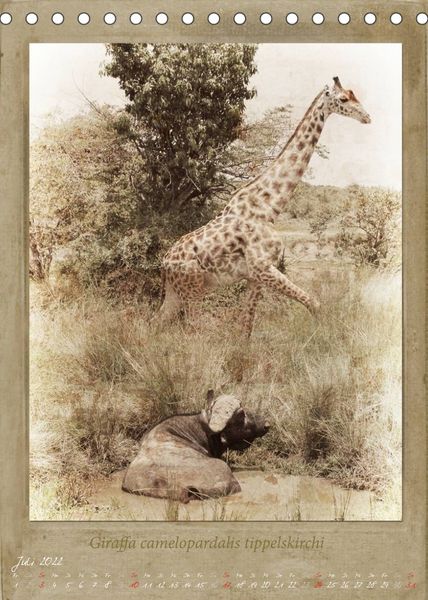 Produktbild: Schmidbauer, H: Haia Safari nostalgische Impressionen (Tisch