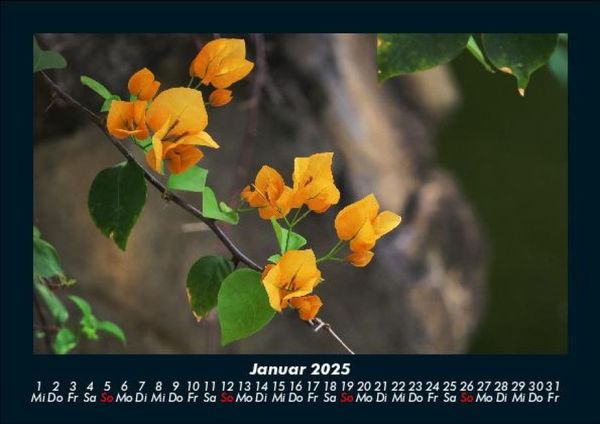 Produktbild: Pflanzen und Bl&uuml;ten 2025 Fotokalender DIN A5