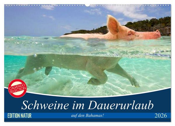 Schweine im Dauerurlaub auf den Bahamas! (Wandkalender 2026 DIN A2 quer), CALVENDO Monatskalender