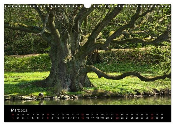 Produktbild: Baum-Variationen (Wandkalender 2026 DIN A3 quer), CALVENDO Monatskalender