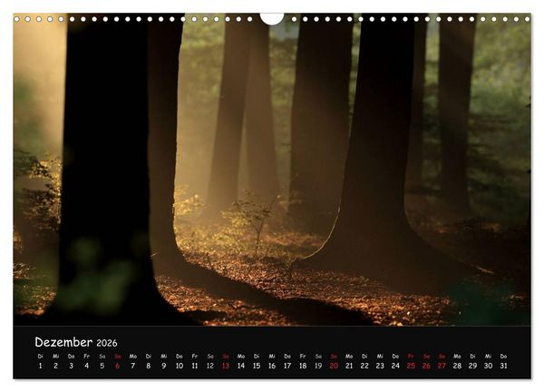 Produktbild: Lichter im Wald (Wandkalender 2026 DIN A3 quer), CALVENDO Monatskalender
