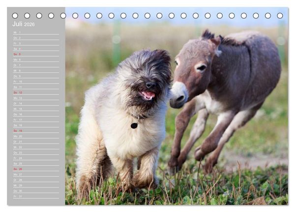 Produktbild: Kleiner Esel. Boldewyn mit seinen Freunden (Tischkalender 2026 DIN A5 quer), CALVENDO Monatskalender