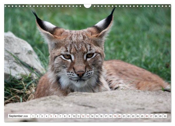 Produktbild: Familie Luchs - Die J&auml;ger mit dem Pinselohr (Wandkalender 2026 DIN A3 quer), CALVENDO Monatskalender