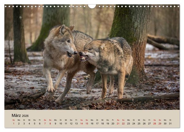 Produktbild: Wolfsrudel (Wandkalender 2026 DIN A3 quer), CALVENDO Monatskalender