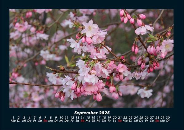 Produktbild: Blumenzauber 2025 Fotokalender DIN A4