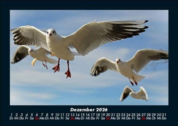 Produktbild: V&ouml;gel 2026 Fotokalender DIN A5