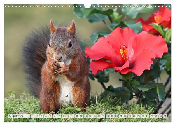 Produktbild: Besondere Augenblicke mit Eichh&ouml;rnchen (Wandkalender 2026 DIN A3 quer), CALVENDO Monatskalender