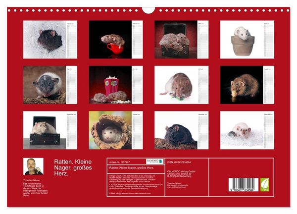 Produktbild: Ratten. Kleine Nager, gro&szlig;es Herz. (Wandkalender 2026 DIN A3 quer), CALVENDO Monatskalender