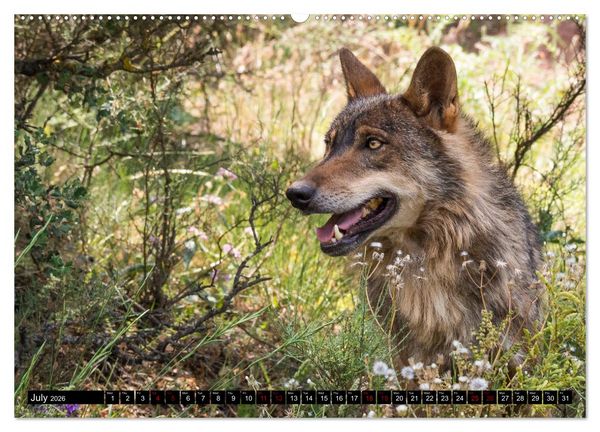 Produktbild: Wolves, Wild Spirits (High Quality Premium Wall Calendar 2026 DIN A2 landscape),CALVENDO 12 Month Wall Calendar