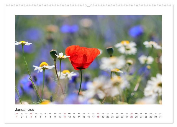 Produktbild: Mohn, zarte Bl&uuml;ten, starke Farben (hochwertiger Premium Wandkalender 2026 DIN A2 quer), Kunstdruck in Hochglanz