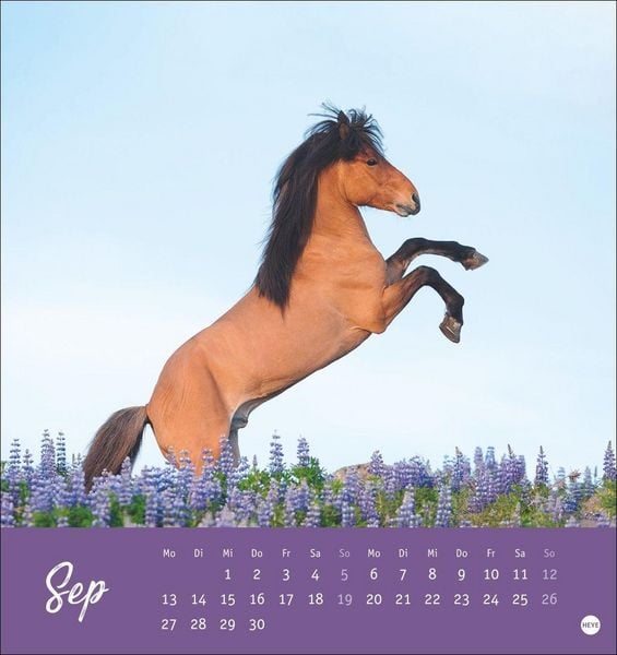 Produktbild: Pferde Postkartenkalender 2027 - Starke Freunde