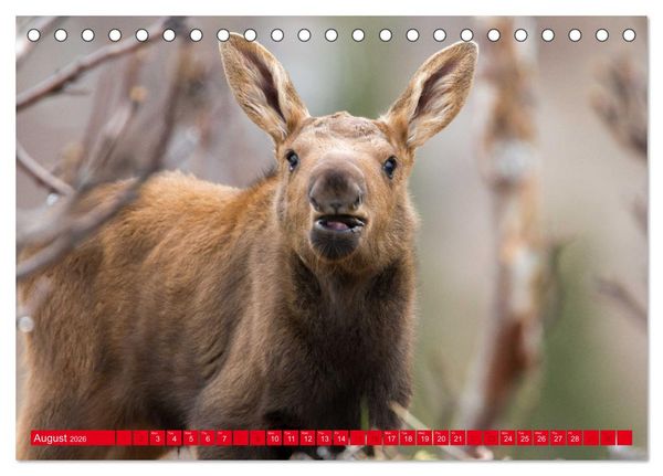 Produktbild: FIRST STEPS FOR BABY MOOSE (Desk Calendar 2026 DIN A5 landscape), CALVENDO 12 Month DeskCalendar