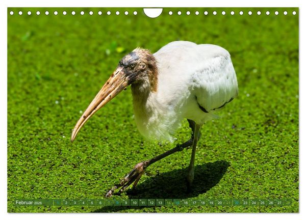 Produktbild: Waldstorch und Anhinga (Wandkalender 2026 DIN A4 quer), CALVENDO Monatskalender
