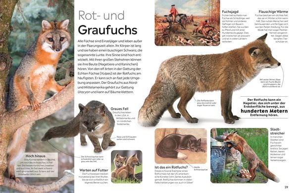 Produktbild: Memo Wissen. Hunde