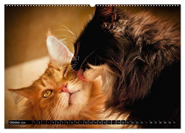 Produktbild: KATZEN Beautys (hochwertiger Premium Wandkalender 2026 DIN A2 quer), Kunstdruck in Hochglanz