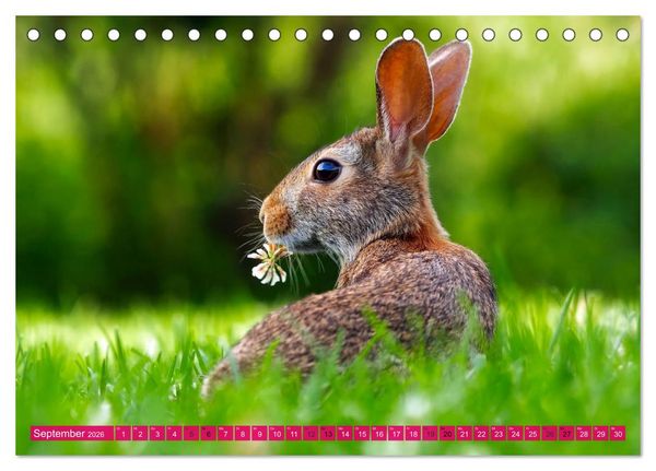 Produktbild: Kaninchen. Putzig, flauschig und geliebt (Tischkalender 2026 DIN A5 quer), CALVENDO Monatskalender