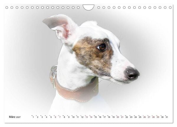 Produktbild: Windhund Portrait 2027 White Edition (Wandkalender 2027 DIN A4 quer), CALVENDO Monatskalender