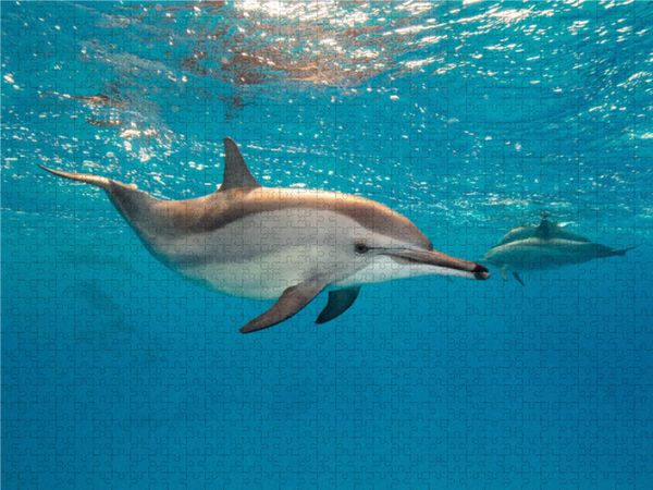 Produktbild: CALVENDO Puzzle Delfin | 1000 Teile Lege-Gr&ouml;&szlig;e 64x48cm Foto-Puzzle f&uuml;r gl&uuml;ckliche Stunden