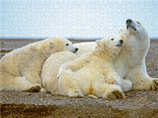 Produktbild: CALVENDO Puzzle Zwei jungen Eisb&auml;ren ist langweilig. | 1000 Teile Lege-Gr&ouml;&szlig;e 64x48cm Foto-Puzzle f&uuml;r gl&uuml;ckliche Stunden
