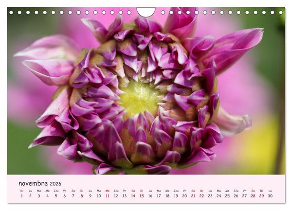 Produktbild: Les Dahlias en pleine floraison (Calendrier mural 2026 DIN A4 vertical), CALVENDO calendrier mensuel