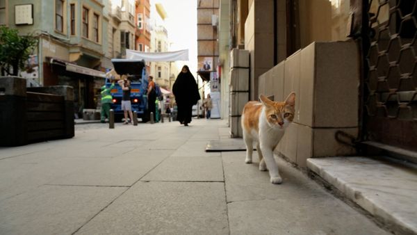 Produktbild: Kedi - Von Katzen und Menschen