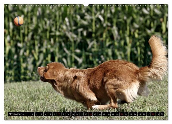 Produktbild: Nova Scotia Duck Tolling Retriever (Wandkalender 2027 DIN A2 quer), CALVENDO Monatskalender
