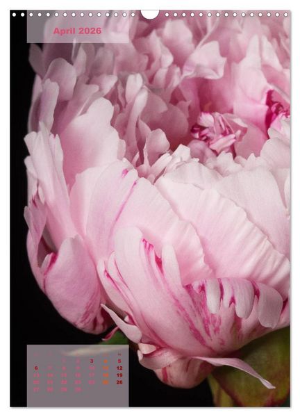 Produktbild: Die K&ouml;nigin der Rosen (Wandkalender 2026 DIN A3 hoch), CALVENDO Monatskalender