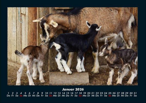 Produktbild: Der Tierkalender 2026 Fotokalender DIN A4