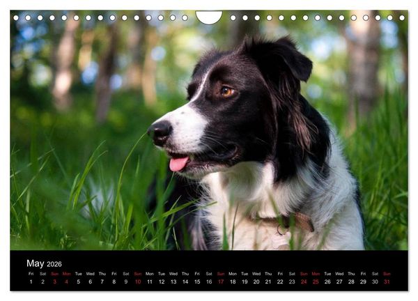 Produktbild: Beauty of a Border Collie (Wall Calendar 2026 DIN A4 landscape), CALVENDO 12 Month Wall Calendar