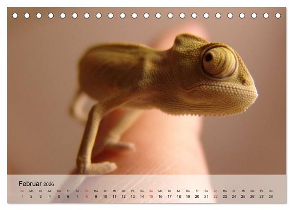 Produktbild: Kleine Reptilien (Tischkalender 2026 DIN A5 quer), CALVENDO Monatskalender