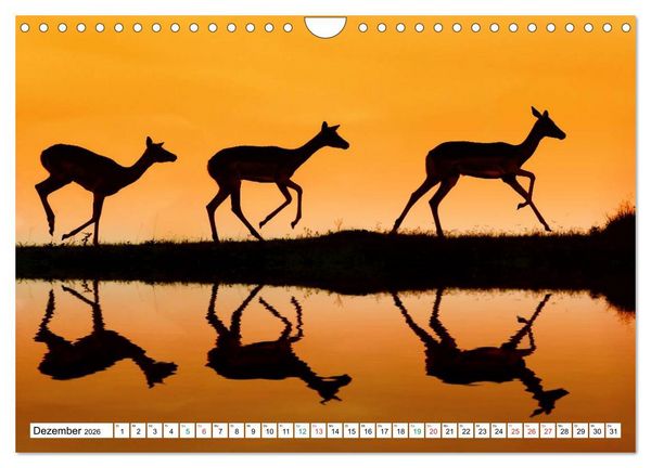 Produktbild: S&Uuml;DAFRIKA - Impressionen von der Garden Route (Wandkalender 2026 DIN A4 quer), CALVENDO Monatskalender