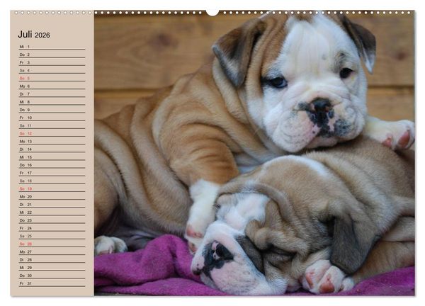 Produktbild: Bulldoggen-Kinder (hochwertiger Premium Wandkalender 2026 DIN A2 quer), Kunstdruck in Hochglanz