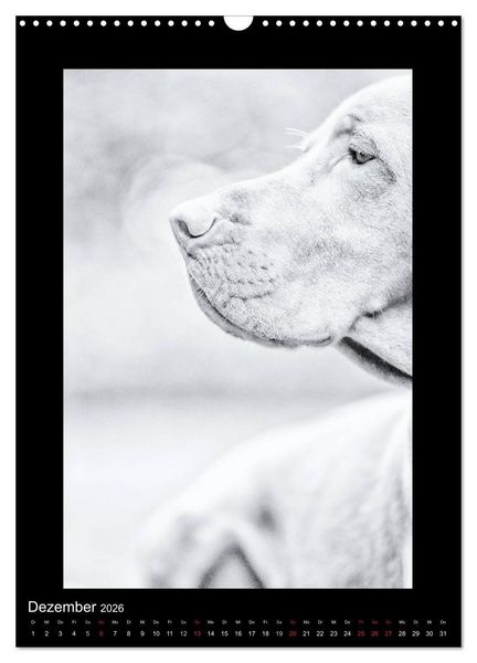 Produktbild: Vizsla-Liebe (Wandkalender 2026 DIN A3 hoch), CALVENDO Monatskalender