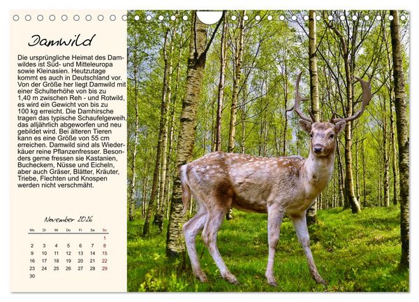 Produktbild: Majest&auml;tische Horntr&auml;ger (Wandkalender 2026 DIN A4 quer), CALVENDO Monatskalender