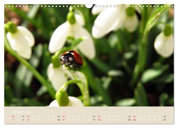 Produktbild: Kleine Gl&uuml;cksk&auml;fer (Wandkalender 2026 DIN A3 quer), CALVENDO Monatskalender