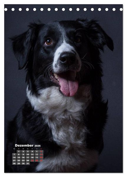 Produktbild: Treue Wegbegleiter, Hunde im Portrait. (Tischkalender 2026 DIN A5 hoch), CALVENDO Monatskalender