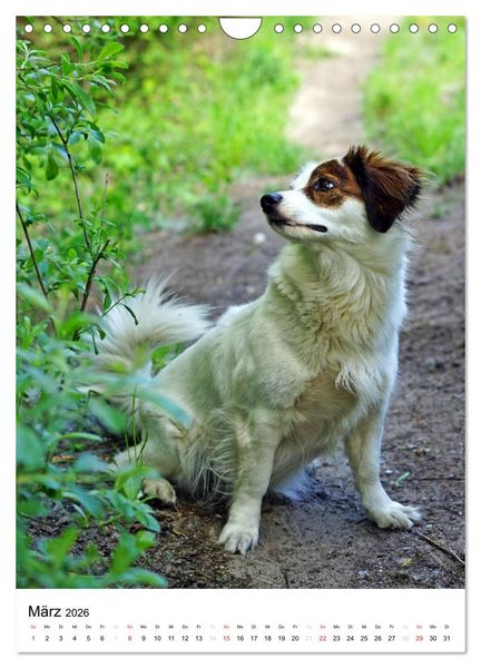 Produktbild: Hundefreunde (Wandkalender 2026 DIN A4 hoch), CALVENDO Monatskalender