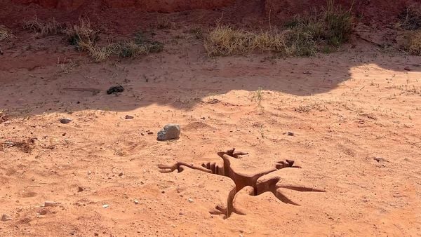 Produktbild: Coyote vs. ACME - Limitiertes 2-Disc-Mediabook (4K Ultra HD + Blu-ray)