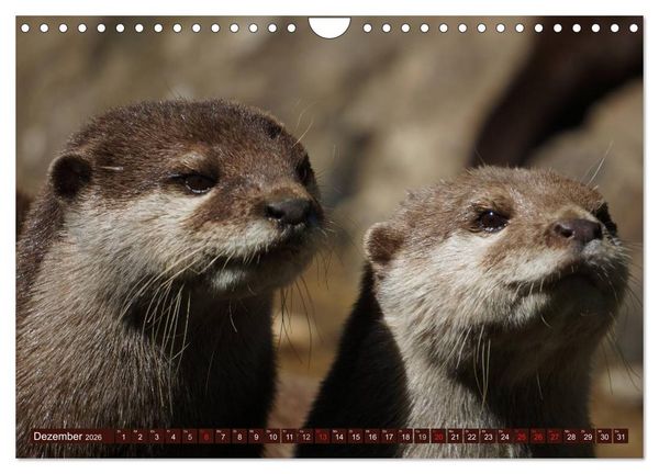 Produktbild: Otter. Frech, laut und clever (Wandkalender 2026 DIN A4 quer), CALVENDO Monatskalender