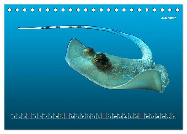 Produktbild: Unterwasser-Galerie (Tischkalender 2027 DIN A5 quer), CALVENDO Monatskalender