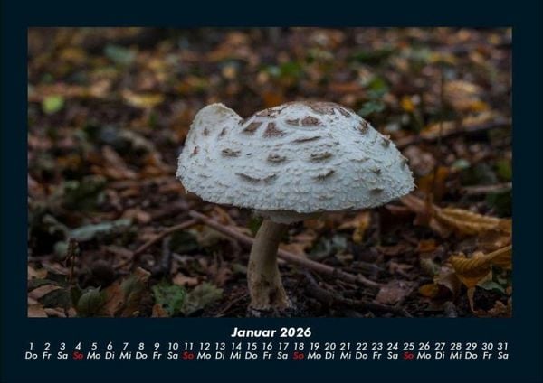 Produktbild: Pilzkalender 2026 Fotokalender DIN A4