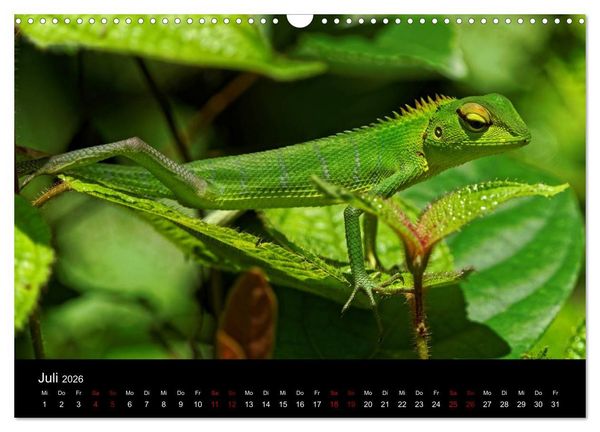 Produktbild: Sri Lanka - Tierische Momente (Wandkalender 2026 DIN A3 quer), CALVENDO Monatskalender
