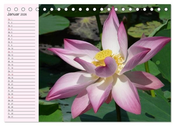 Produktbild: Lotos. Symbol f&uuml;r Reinheit und Kraft (Tischkalender 2026 DIN A5 quer), CALVENDO Monatskalender