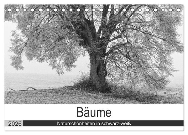 Produktbild: B&auml;ume - Natursch&ouml;nheiten in schwarz-wei&szlig; (Tischkalender 2026 DIN A5 quer), CALVENDO Monatskalender
